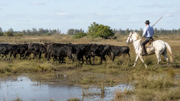Quelles sont les traditions des gardians en Camargue ?