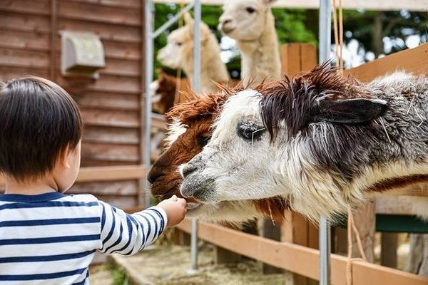 Les meilleurs parcs d'attractions et parcs animaliers à visiter en famille en Auvergne